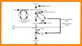 Glycolysis [upl. by Cooley]