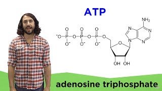 Metabolism and ATP [upl. by Sokairyk648]