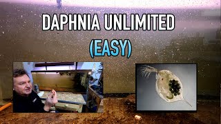 How I Raise Daphnia Water Fleas And You Can Too [upl. by Noemis]