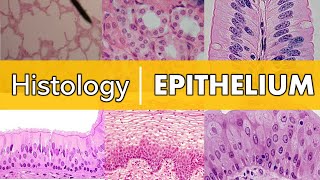 Histology  Epithelium [upl. by Hentrich]