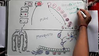 Malaria parasite life cycle in hindi [upl. by Yerok307]