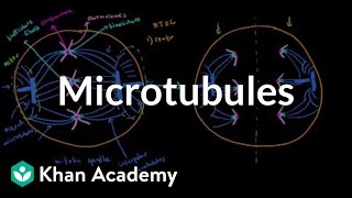 Microtubules  Cells  MCAT  Khan Academy [upl. by Ahsekyw]