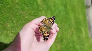 How to Release Painted Lady Butterflies [upl. by Brook812]