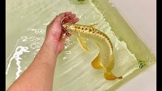 8 Super Gold Arowana Fish  Beautiful 24K Golden Head Arowana [upl. by Assena294]