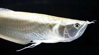 Top 10 Facts and Care Guide of Silver Arowana [upl. by Shurlocke]