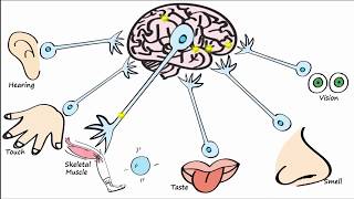 Electrophysiology Part 1  The Resting Membrane Potential RMP amp Action Potentials [upl. by Annahael842]