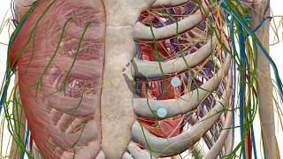 Zooming dissecting and rotating the 3D model  Human Anatomy Atlas [upl. by Arob967]