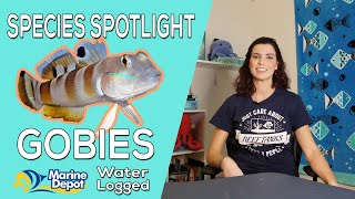 How to Take Care of Gobies Species Spotlight with Hilary [upl. by Celeste]