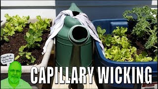 Capillary Wicking System for Automatic Plant Watering [upl. by Bristow]