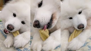 ASMR Dog eating Treat [upl. by Waal]