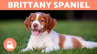 BRITTANY SPANIEL  Characteristics and Care [upl. by Bertasi224]