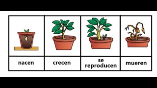 Ciclo Vital de las plantas [upl. by Maryann]