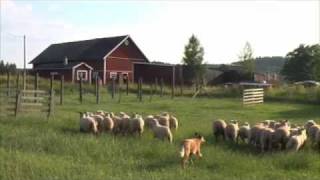 Australian Cattle Dog Herding Sheep [upl. by Hieronymus]