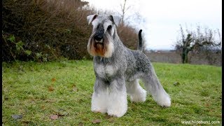 Standard Schnauzer [upl. by Delaine]