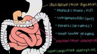 Small Intestine Structure Digestion Absorption [upl. by Auburn]