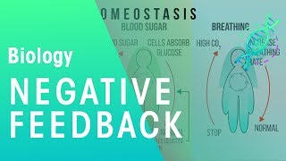 Negative Feedback  Physiology  Biology  FuseSchool [upl. by Urbai773]