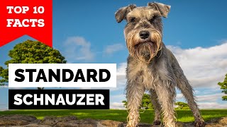 Standard Schnauzer  Top 10 Facts [upl. by Ahseyd]