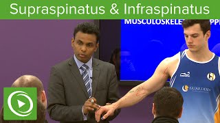 Supraspinatus amp Infraspinatus Muscles amp Nerves – MRCS  Lecturio [upl. by Messere]