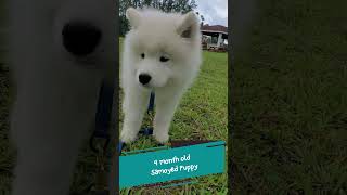 Adorable Samoyed Puppy Walking  Bolt [upl. by Uund482]