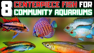 Top 8 Centerpiece Fish For Your Small to Medium Sized Aquariums [upl. by Suehtomit]