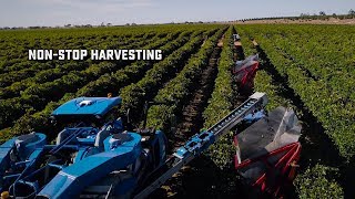 Modern Grape Harvesting  Amazing Totals [upl. by Navlys652]