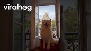 Samoyed Wiggles Ears In Paris  ViralHog [upl. by Tiphane]