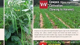 How to cultivate cowpea Vigna unguiculata [upl. by Frissell]