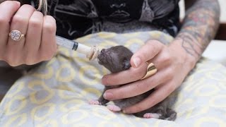 How to Syringe Feed a Newborn Kitten [upl. by Acinomal]