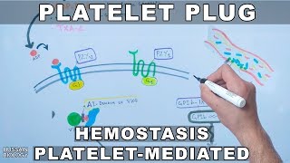 Platelet Plug Formation  Platelet Mediated Hemostasis [upl. by Trefor]