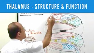 Thalamus  Structure and Function  Neuroanatomy [upl. by Akena]