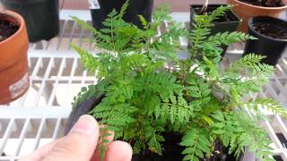 Jacaranda seedlings [upl. by Ahseek]