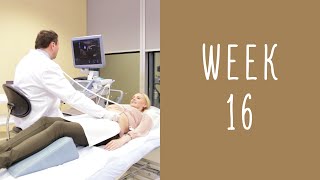 16 Weeks Pregnant  Pregnancy Week by Week [upl. by Mairam]