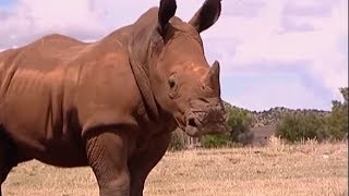 Raging Rhino Charge  Vet Safari  BBC Earth [upl. by Enelez]