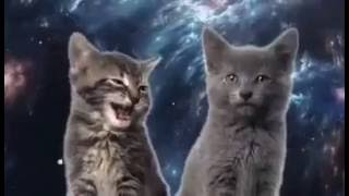 LA CANCION DE LOS GATOS [upl. by Saidel]