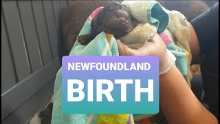 NEWFOUNDLAND DOG GIVES BIRTH  DOG BREEDING Newfie labour amp whelping video part 2 [upl. by Rolanda]