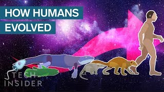 Incredible Animation Shows How Humans Evolved From Early Life [upl. by Amla]