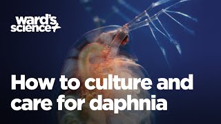 Caring and Culturing for Daphnia [upl. by Maccarthy]