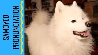 How to Pronounce Samoyed [upl. by Fennelly]