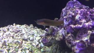 Species Spotlight Season 2  The Tail Spot Blenny  Epsiode 21 [upl. by Edmea]