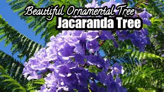 How to grow Jacaranda tree plant  Blue Jacaranda Tree  Information Jacaranda Tree  Urdu Hindi [upl. by Creight]