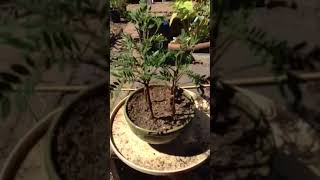 Jacaranda Tree Cuttings Day 1 [upl. by Brebner33]