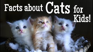 Facts about Cats for Kids  Animal Learning Video [upl. by Nwahsud]