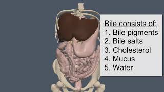 Bile Composition Function and Regulation of Secretion [upl. by Etiragram363]