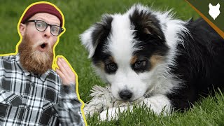 What To Do With A NEW AUSTRALIAN SHEPHERD PUPPY [upl. by Dunlavy]