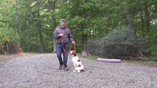 Brittany Spaniel Puppy Training  Winston Salem NC  Beau [upl. by Ainelec]