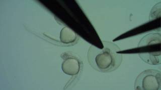 Dechorionating zebrafish embryos [upl. by Ahsiekim]