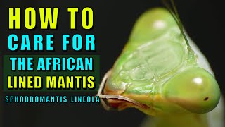 African Lined Mantis Sphodromantis lineola  Beginner Species Part 3 [upl. by Edwine]