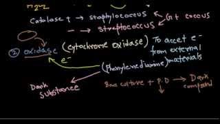 Catalase and oxidase tests [upl. by Lesser]