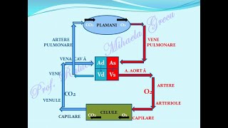 SISTEMUL CIRCULATOR INIMA  Lectii de biologie [upl. by Zilevi]