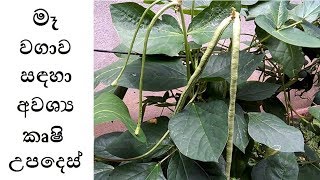 මෑ වගාව සඳහා අවශ්‍ය කෘෂි උපදෙස්  Vigna unguiculata Cultivation  ගෙවතු වගාව [upl. by Herra]